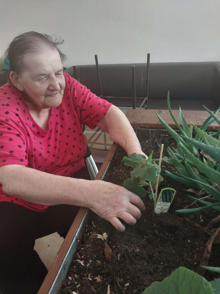 klientka sází okurku 