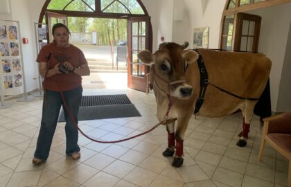 Majitelka krávy paní Tomanová s ní stojí ve vstupních prostorách