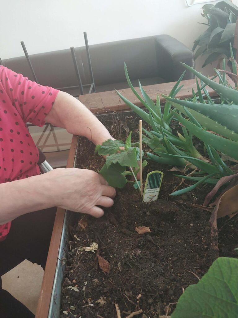 klientka sází okurku 