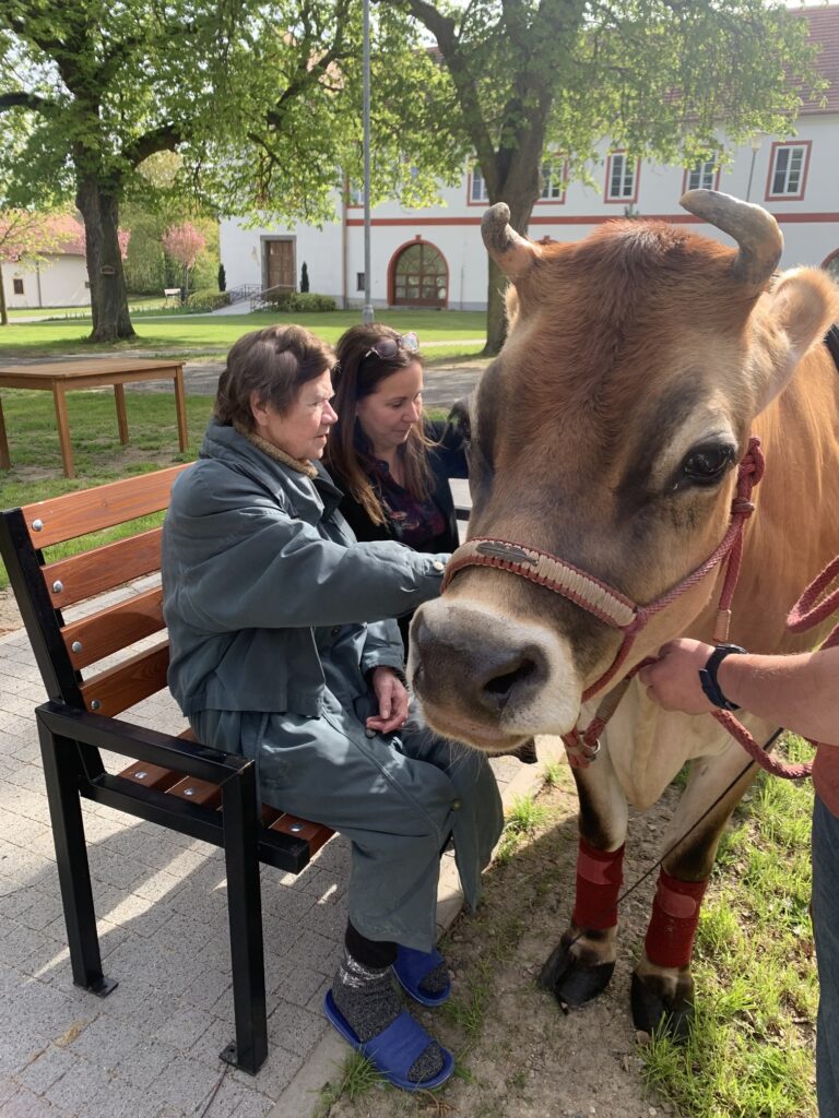 Klientka a ředitelka domova domova si hladí krávu
