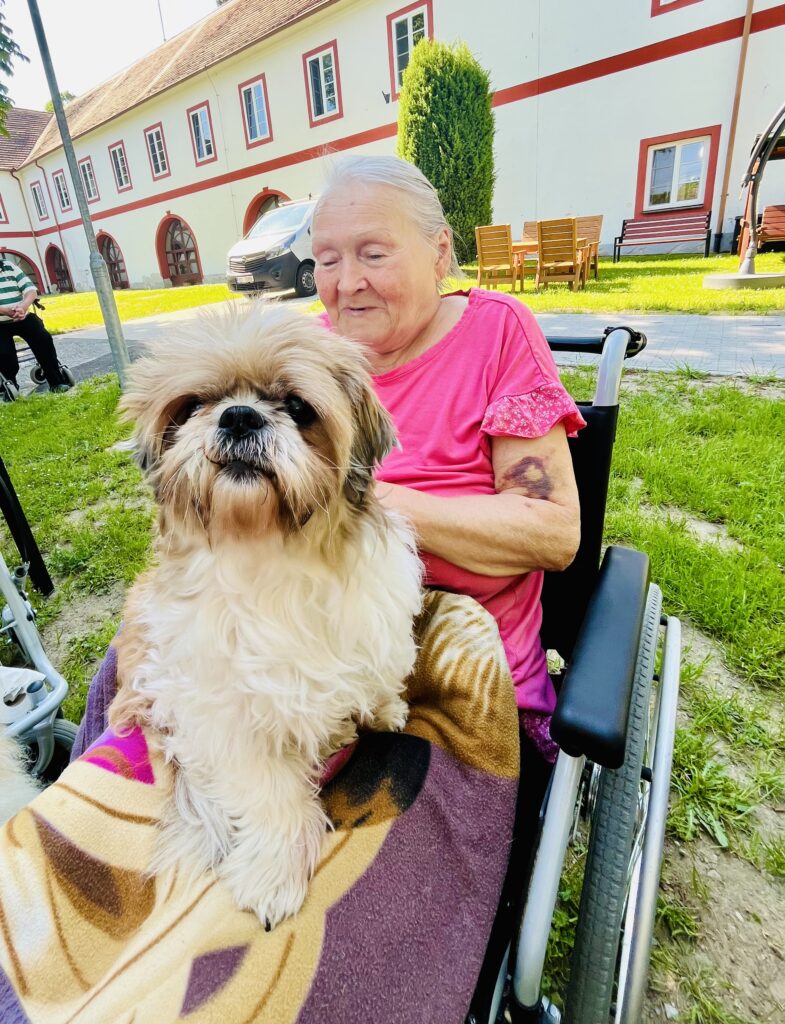 Psí terapeut sedí na klíně klientce