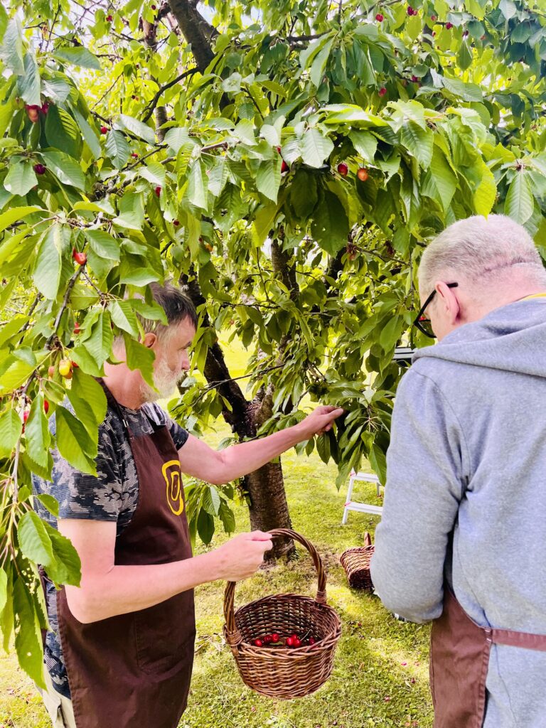 Klienti trhají třešně