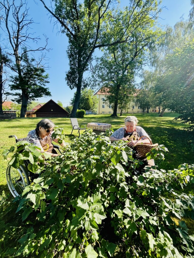 Klientky otrhávají rybíz