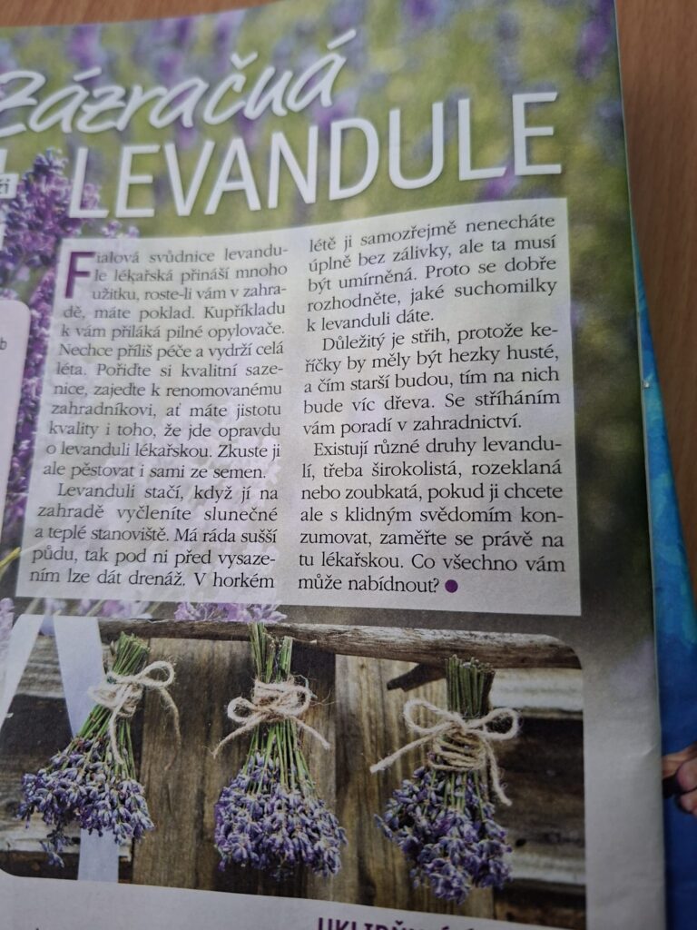 článek o levanduli v časopisu