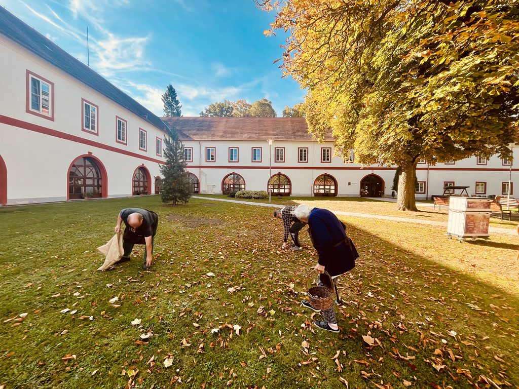 Klienti sbírají kaštany na dvoře domova