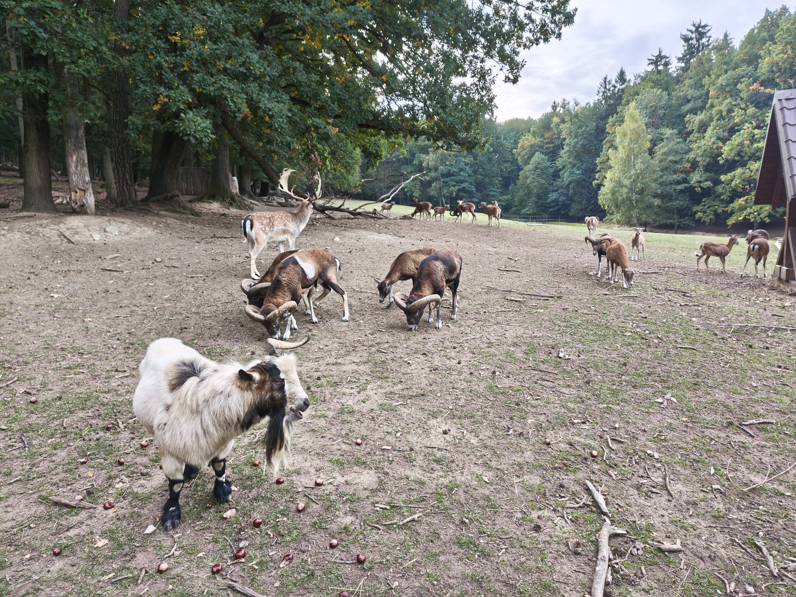 Zvířata z obory U vodáka v Písku - daňci, kozel a mufloni