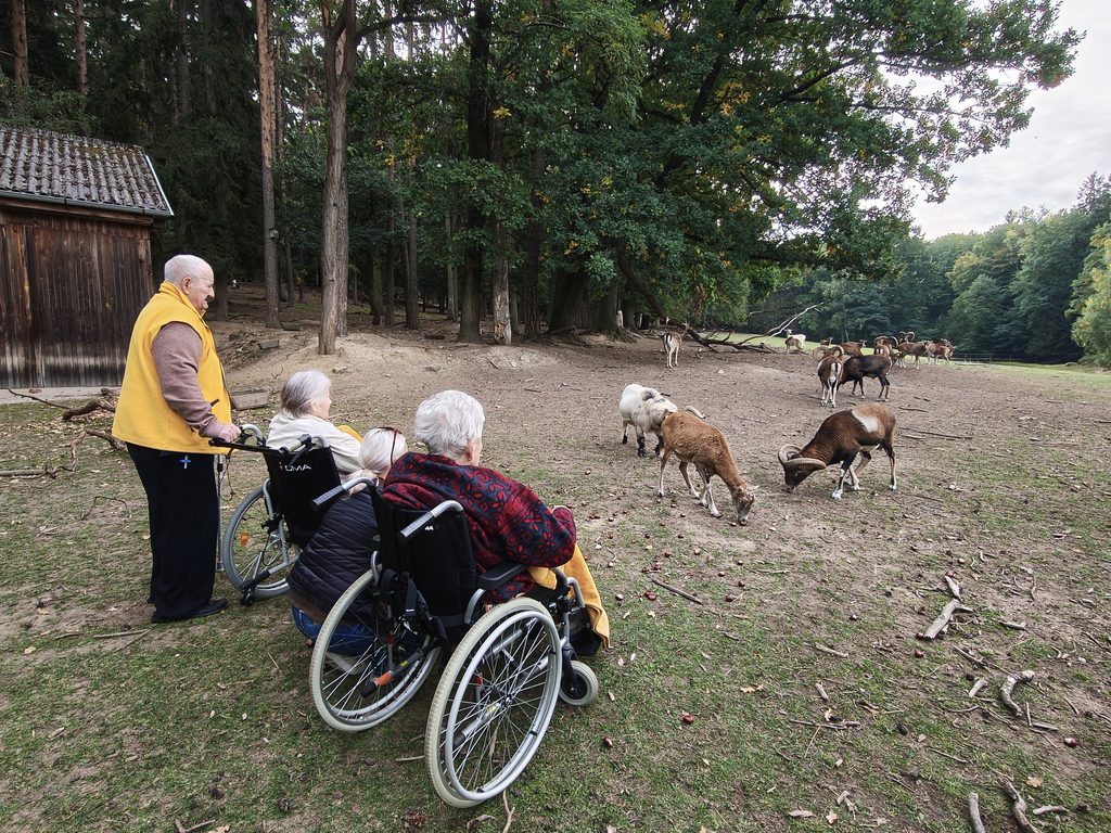 Klienti pozorují zvířata v oboře
